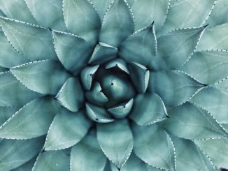 Skillnader mellan thaimassage och klassisk massage illustration